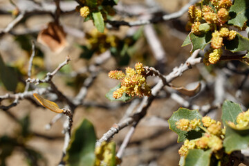 Red yellow axillary indeterminate staminate catkin inflorescences of Desert Scrub Oak, Quercus Cornelius-Mulleri, Fagaceae, native in Joshua Tree National Park, Southern Mojave Desert, Springtime.