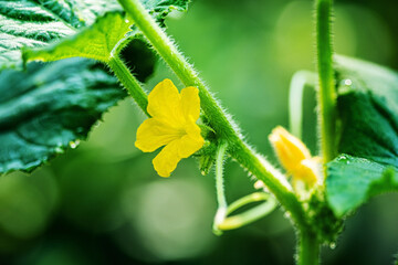 organic cucumber in the garden
