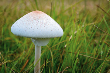 Tropical mushroom or toadstool fungus growing in the grass naturally