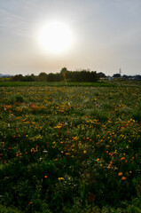 Flowers and sunset in a fantastic field