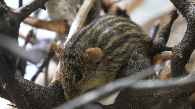 Close up: Wild typical Lemniscomy Barbarus grass mouse perched on branch of tree 
