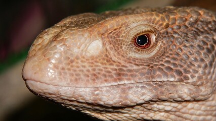 close up of chameleon