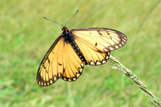A beautiful yellow butterfly (Garden Acraea or insects) sits on the grass flower in an open grass field