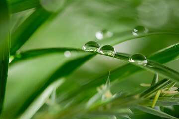 A closeup of water drops on green leaf after raindrops