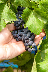 an agronomist examines the state of the grape harvest in the vineyard