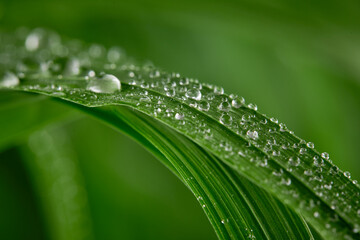 A closeup of water drops on green leaf after raindrops