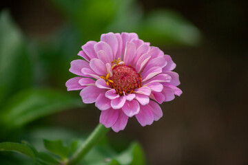Obraz premium pink dahlia flower