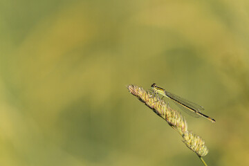Agrion.