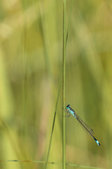 Agrion.