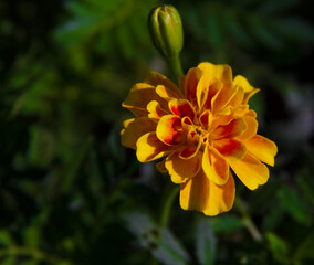 Yellow and red African marigold bloom in mid summer. This flower attracts beneficial insects and deters garden  pests..