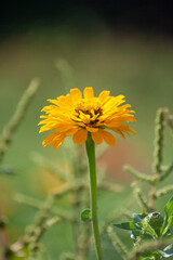 yellow flower on green background