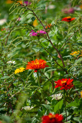 red and yellow flowers
