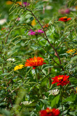 red and yellow flower