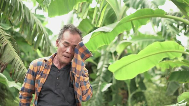 Asian senior farmer  at banana farm feeling exhausted from hard work in agriculture.
