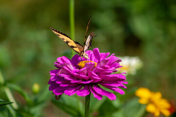 butterfly on flower