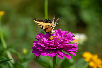 butterfly on flower