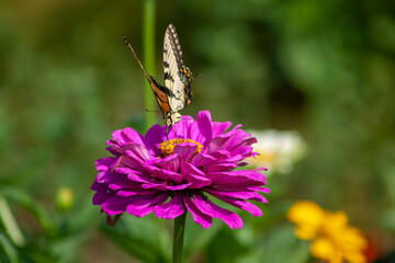 butterfly on flower