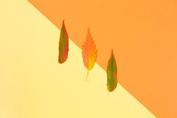 Colorful autumn leafs on yellow background. Minimal concept.