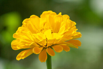 yellow flower in the garden