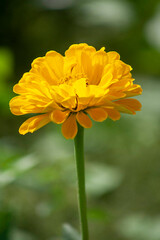 yellow flower in the garden