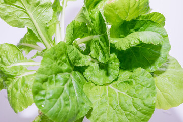 Green lettuce leaf on white background
