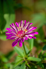 Obraz premium close up of a pink flower