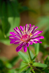 Obraz premium close up of a flower