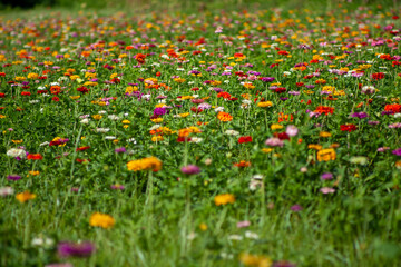 Field of flowers
