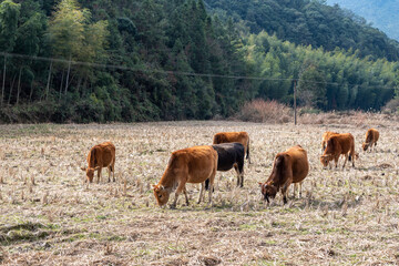The grass on the grassland is yellow and a herd of cattle are eating grass