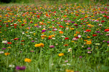 Field of flowers