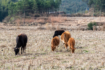 The grass on the grassland is yellow and a herd of cattle are eating grass