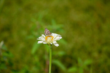 butterfly on a flower