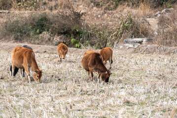 The grass on the grassland is yellow and a herd of cattle are eating grass