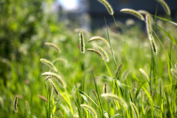 Close-up of lush dog's tail grass in autumn