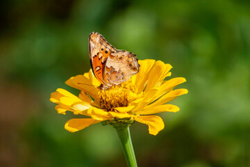 butterfly on flower
