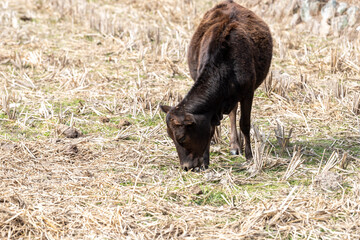 The grass on the grassland is yellow and a herd of cattle are eating grass
