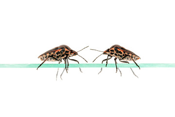 Two strip bugs crawl on a pane of glass isolated on white
