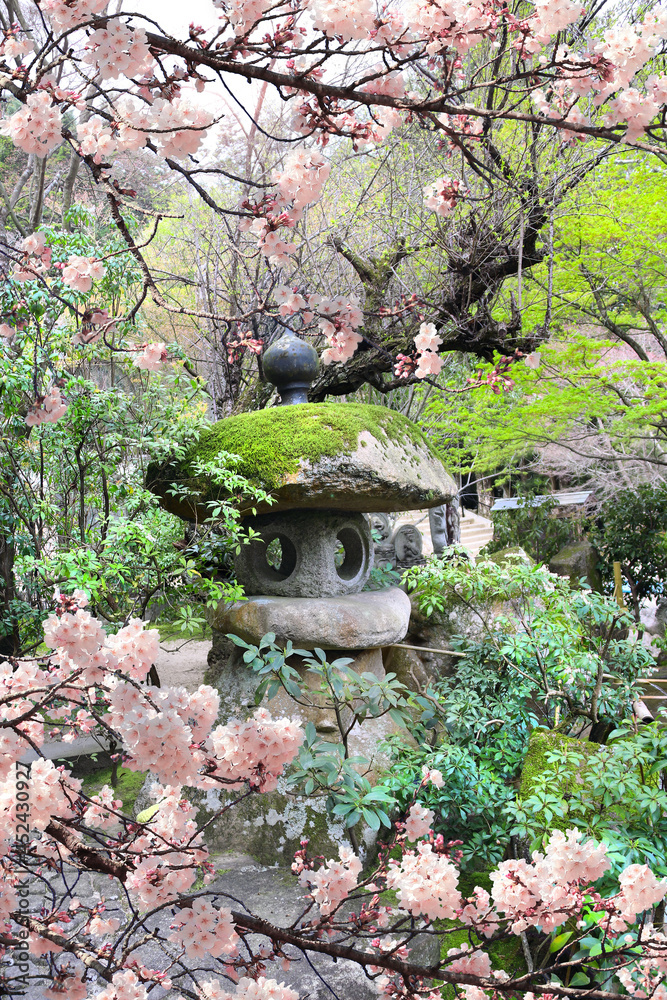 Wall mural Old stone lantern and blooming sakura branches, Daishouin temple, Miyajima Island, Japan