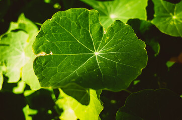 close up of green leaf