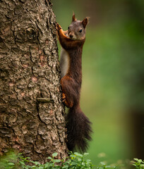 wiewiórka squirrel - obrazy, fototapety, plakaty