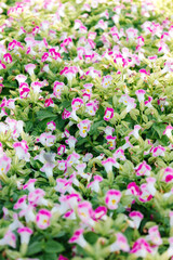 pink flowers in the garden