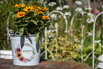 bucket of blooming rudbeckia