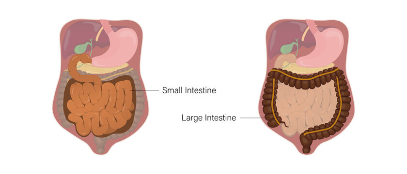 Anatomy of human intestines vector. Small and Large intestine. Human alimentary canal. Digestive organ. Medical education.