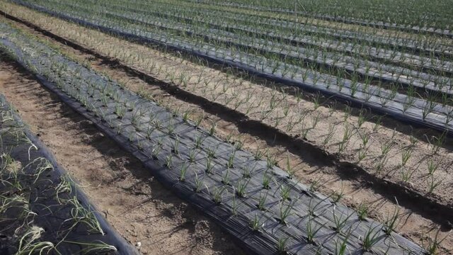 View of field planted with ripening organic scallions. Farming. Food production 