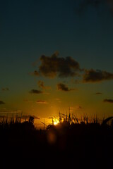 sunset sugarcane