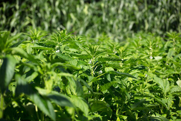 Lush sesame seeds grow in the ground