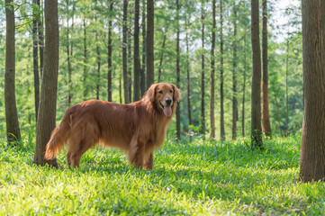 Obraz premium Golden Retriever playing in the woods