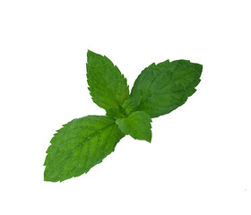 Obraz na płótnie Canvas Mint leaf. Fresh mint on white background, isolated. 
