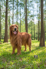 Obraz premium Golden Retriever playing in the woods