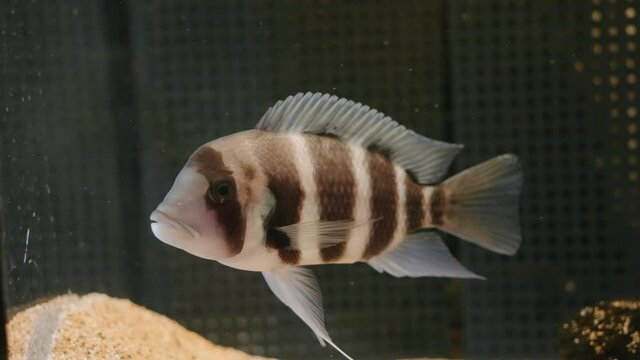 Humphead Cichlid (Cyphotilapia Frontosa) Fish At Umino-Mori Aquarium In Sendai, Miyagi Prefecture, Japan. - Closeup